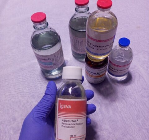 What drugs are used in human euthanasia?